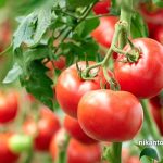 کود سولفات آهن برای گوجه فرنگی